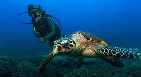 Japamala Resort highlight