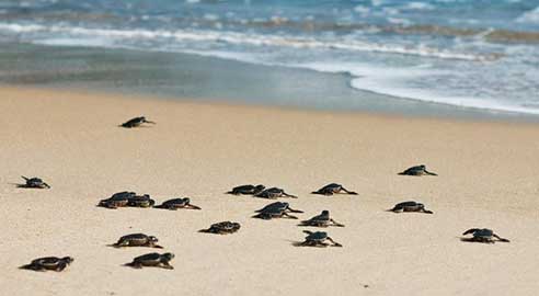 Japamala Resort highlight