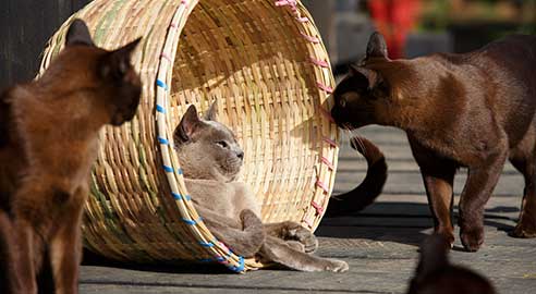 Inle Heritage Stilt Houses highlight