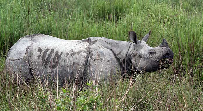 Diphlu River Lodge highlight