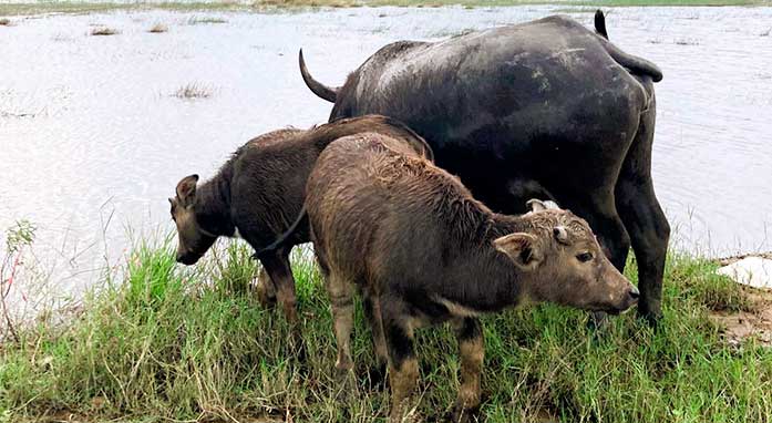 La Maison d’Indochine highlight